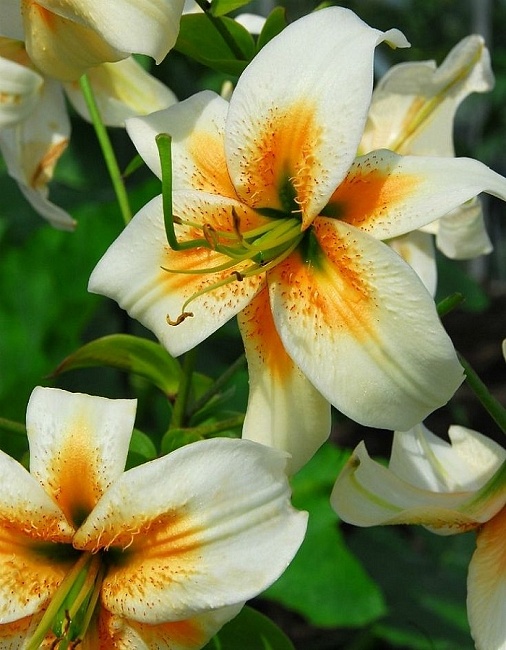 Лилия Леди Элис 